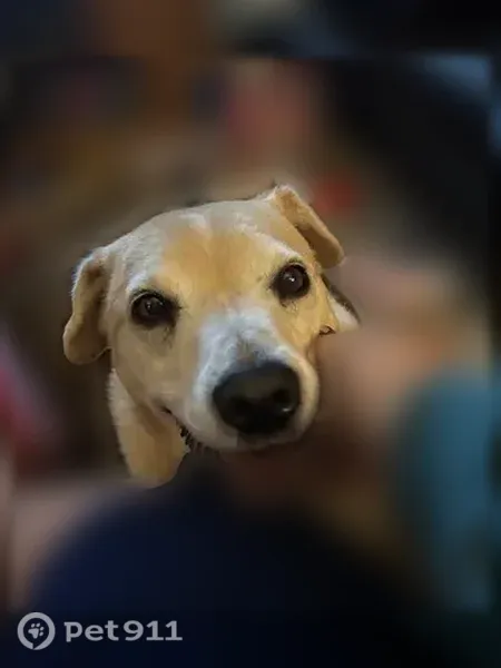 Lost male dog, Hannibal Drive, 1652, Oak Grove — white tail tip and feet - photo