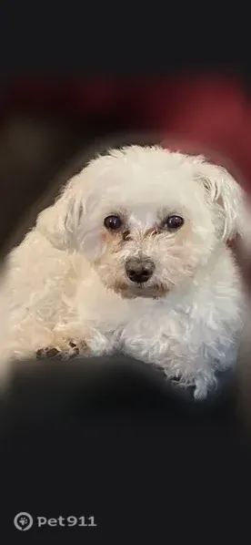 Lost dog, Darby Creek Drive, Pleasant Township, Grove City — no collar, microchipped - photo