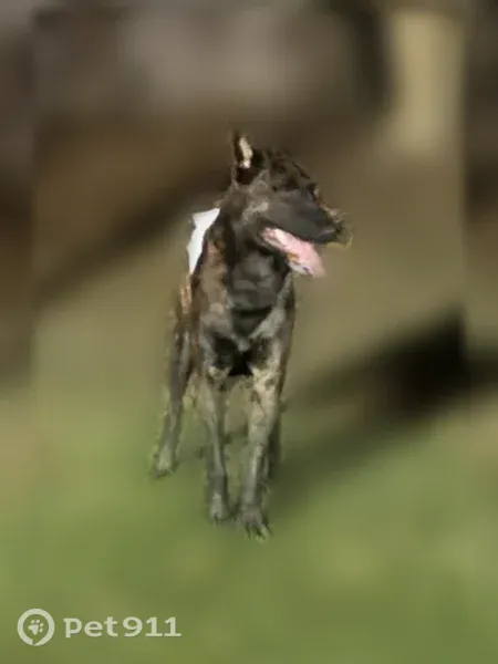 Lost Dog, Lakes Boulevard, 10678, Saint George, Oak Hills Place — male with a brown and black brindle coat - photo