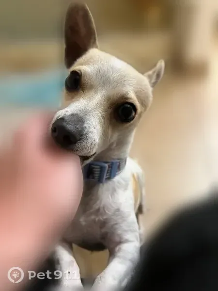 Lost dog, male, Gibson Boulevard Southeast, 4849, Albuquerque, Albuquerque — light blue collar with red lobsters - photo