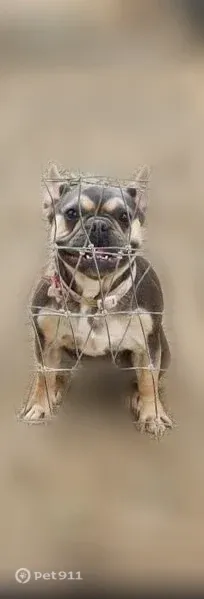 Lost dog, Oneal Road, 34490, Wildomar — female French bulldog with Doberman-like markings - photo
