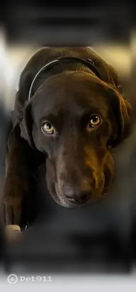 Lost female dog, Clanton, Alabama, Clanton — chocolate Lab with pink collar - photo