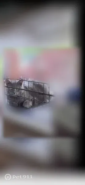 Lost Cat, female, Summit Ridge Road, 300, Middletown, Philadelphia — gray coat and flea collar - photo