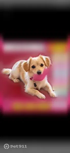 Lost dog, Martin Luther King Junior Way South, Seattle — small, shy female with a hot pink harness - photo