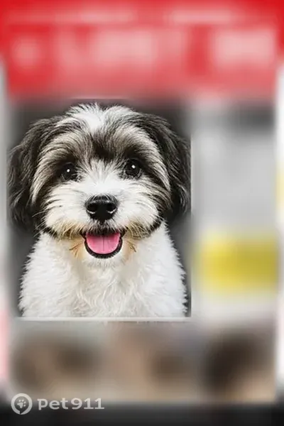 Lost dog, South Hobart Boulevard, 479, Los Angeles — male black-and-white Maltese mix needing medication - photo