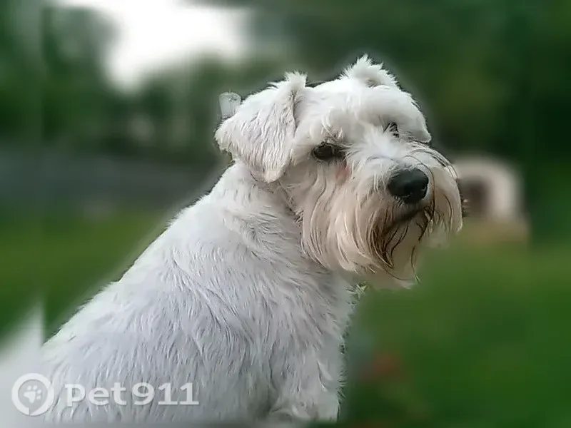 Lost dog, Nash Highway, 11773, Clarksville — white mini schnauzer with a red, white, and blue collar - photo
