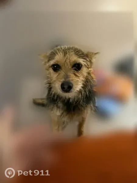 Lost dog, West 118th Street, 5501, Grant, Grant — male Chihuahua-Yorkie Terrier mix with big ears - photo