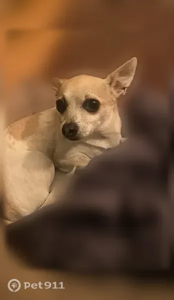 Lost dog, Eastridge Drive, 6808, Dallas, Mandeville — male Chihuahua, 6 lb - photo