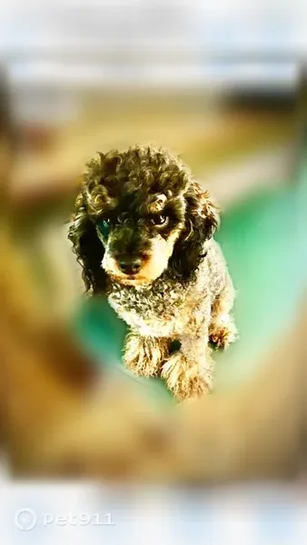 Lost dog, Savin Avenue, 48, Norwood — grayish-black miniature poodle, female - photo