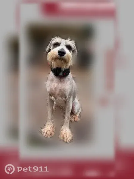 Lost male dog with black collar, Edgefield Road, North Augusta - photo