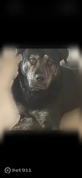 Lost Dog, West Orange Grove Road, 951, Tucson, North Las Vegas — male, black and brindle - photo