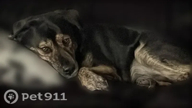 Lost dog, West Orange Grove Road, 951, North Las Vegas — male, orange collar - photo