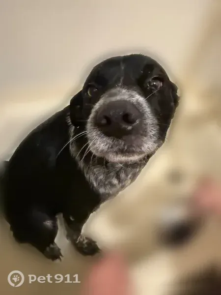 Lost dog, Jacksonville, Dallas — chased a bunny - photo