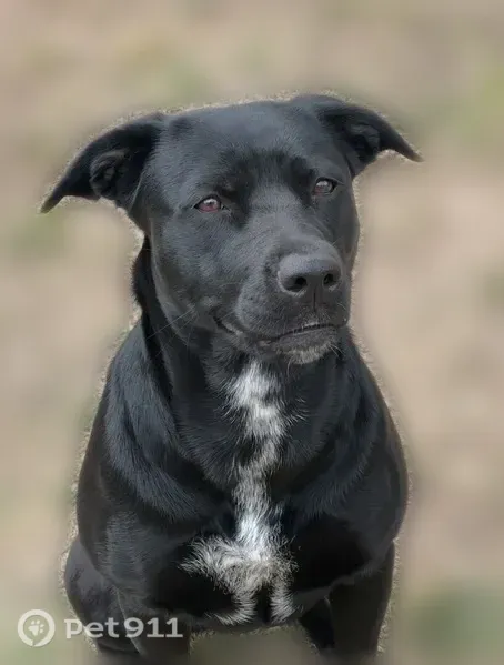 Lost dog, Southwest 10th Street, 3001, Oklahoma City — female, black with white chest and neck - photo