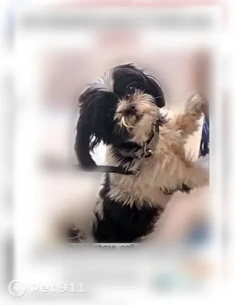 Lost dog, Lancaster, Texas, Lancaster — male, black and white, seen with a small white dog - photo