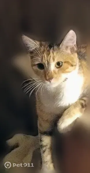 Lost female cat, North 1st Street, 101, Yukon, Kansas City — never outside before - photo