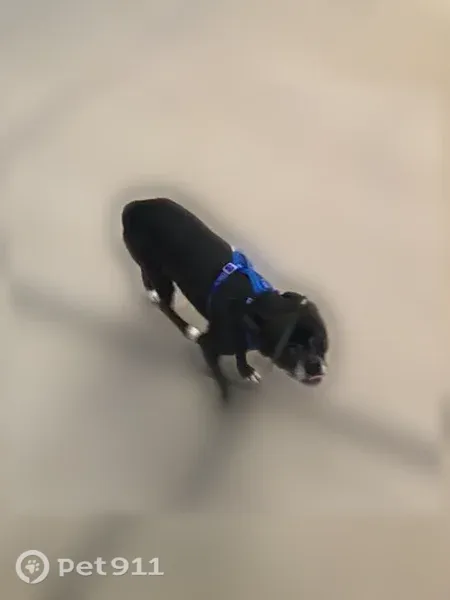 Lost dog, Broadway Boulevard Northeast, 2413, Albuquerque — black male with blue collar and harness - photo