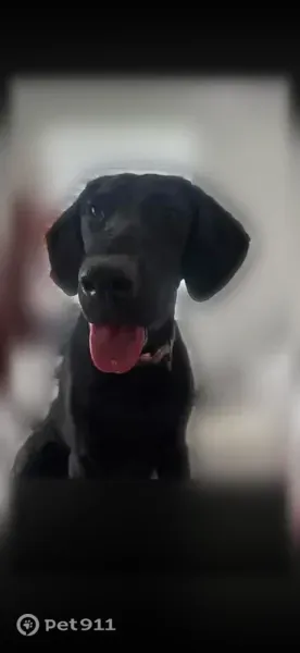 Lost dog, Coastal Club Way, 8303, Brunswick - female black Lab/GSP with a purple cheetah collar - photo