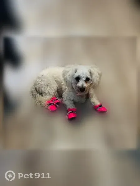 Lost female dog, 380 La Selva Dr, Elgin — white - photo