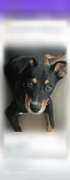 Lost Dog, male, Poplar Street, 60, Waynesville, Arlington — Mountain Cur, Blue Heeler and Pit Bull mix - photo