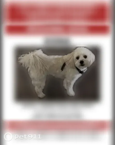 Lost dog, North Martinez Lane, 1077, Colton — male white and cream Maltipoo - photo