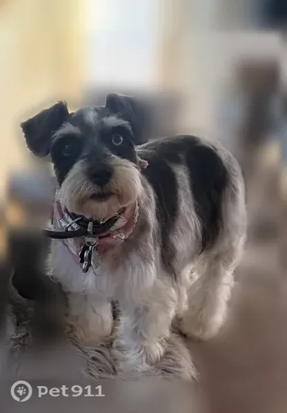 Lost female dog, Brookstone Way, 25, Angier — black and white with mismatched eyes - photo