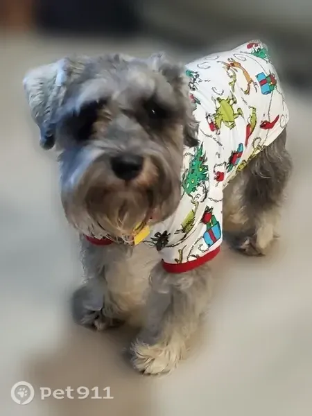 Lost female dog, North Flaxseed Lane, 109, Fort Worth — salt-and-pepper miniature schnauzer - photo