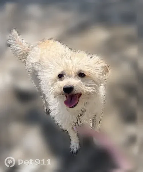 Lost dog, female, Orchard Street, 9891, Bloomington, Peoria — curly white hair and a brown spot - photo