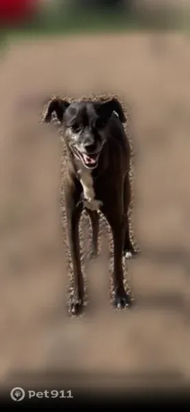 Lost dog, male, South 241st Drive, 4292, Buckeye — mostly black with white on chest and mouth - photo