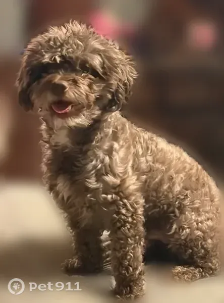 Lost dog, West Reno Avenue, 4501, Oklahoma City — brown miniature poodle - photo