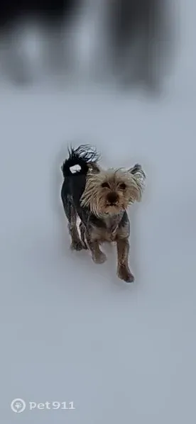 Lost dog, Beebe Parkway, 2994, Saint Paul, North St. Paul — female Yorkie - photo