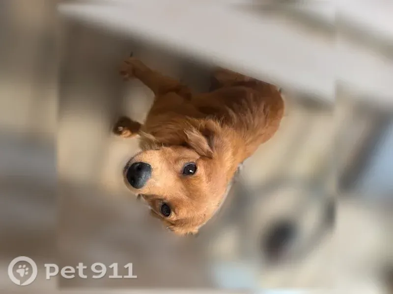 Lost dog, male, Mississippi 53, 21333, Gulfport, Gulfport — small with fluffy ears - photo