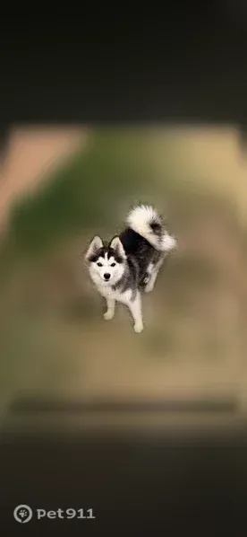 Lost dog, Northwest 28th Terrace, 10209, Yukon, Kansas City — female black sable Pomsky - photo