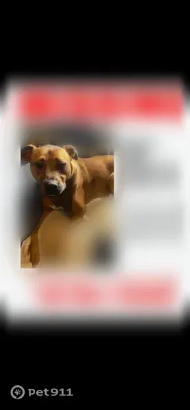 Lost dog, Cleveland, Ohio, Newark — medium brown male dog - photo