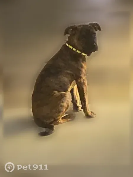 Lost dog, Mowat Avenue, 22, Toronto — 6-month-old female Cane Corso with brindle coat - photo