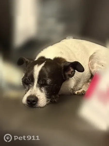 Lost dog, male, North 7th Street, 3877, Phoenix — three legs - photo