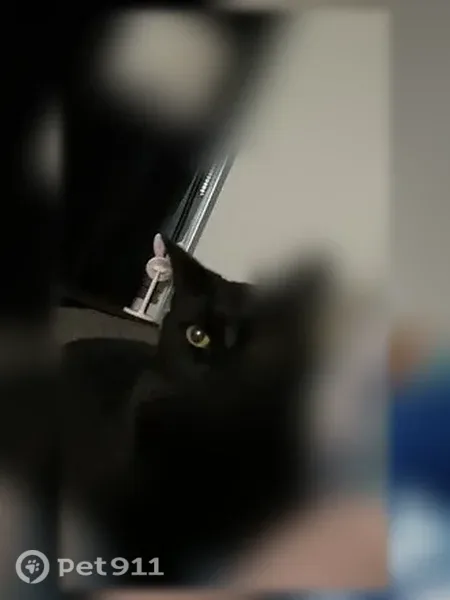 Lost cat, male, C Street, 346, Carlisle, Carlisle — black short hair and golden eyes - photo