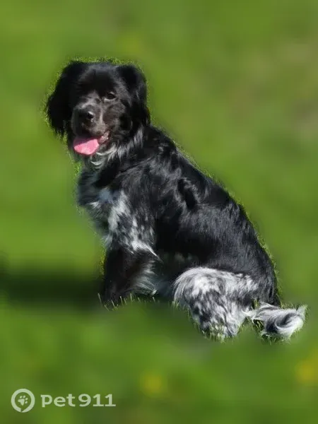 Missing dog Female, Huron (usl553630) - photo