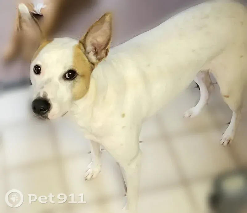 Lost dog, North Davis Avenue, 1000, Oklahoma City — shy male with a white coat and brown eye patches - photo