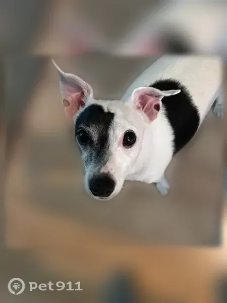 Lost Dog, Trianon Trail, 3676, Delhi Charter Township, Holt — male Chihuahua/Rat Terrier mix - photo