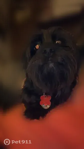 Lost dog, Odnr Road, 6303, College Corner, College Corner — female, small black Chihuahua mix with pink leash - photo
