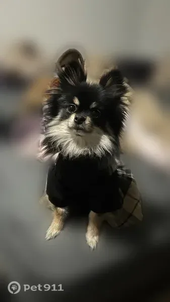 Lost female dog, Oak Drive, 7791, Mansfield — black-and-brown Pomeranian - photo