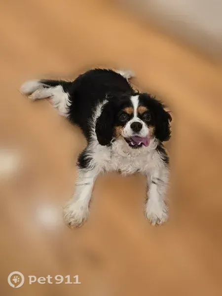 Lost Dog, West Lakeridge Road, 6420, Lakewood — friendly male Cavalier King Charles - photo