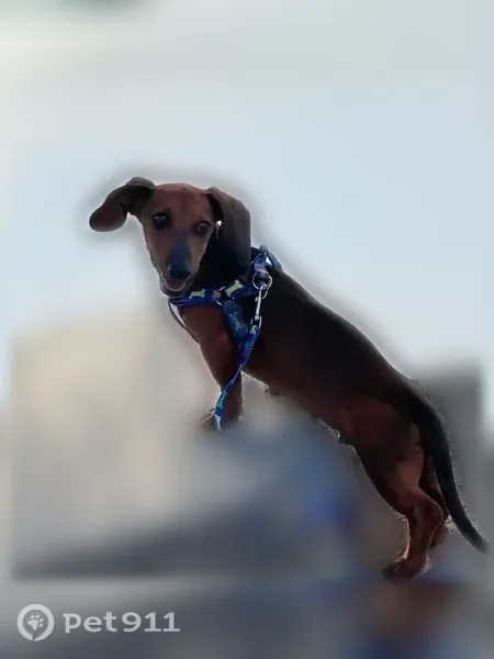 Lost dog, Francisco Avenue, Mission, McAllen — 8-month-old male dachshund - photo