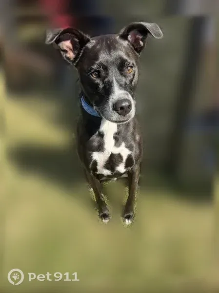 Lost dog, New Bern — male dog with a Buffalo Bills collar - photo