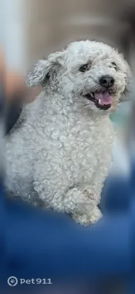 Lost dog, Champions Drive, Menifee — male dog with a right-arm deficiency - photo