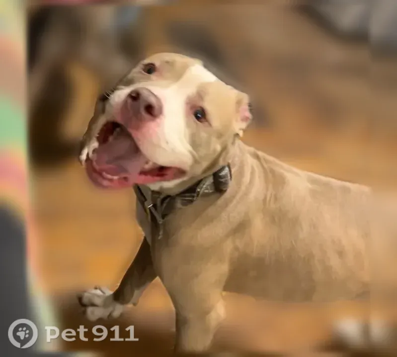 Lost female dog, Eaton Street, 168, Buffalo — brown and white XL Pitbull - photo