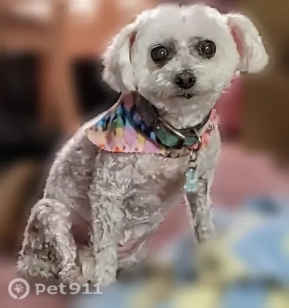Lost dog, Downers Grove, Illinois, Gary — 16-year-old Maltipoo - photo