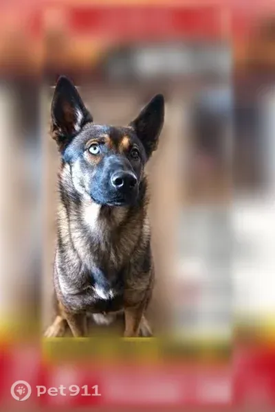 Lost male dog, Pampas Avenue, Twentynine Palms, Los Angeles — German Shepherd, about 5 years old - photo