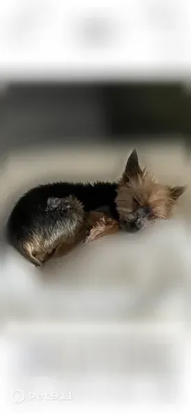 Lost dog, South Pine Island Road, 5175, Cooper City — male, brown and gray, 17 years old - photo